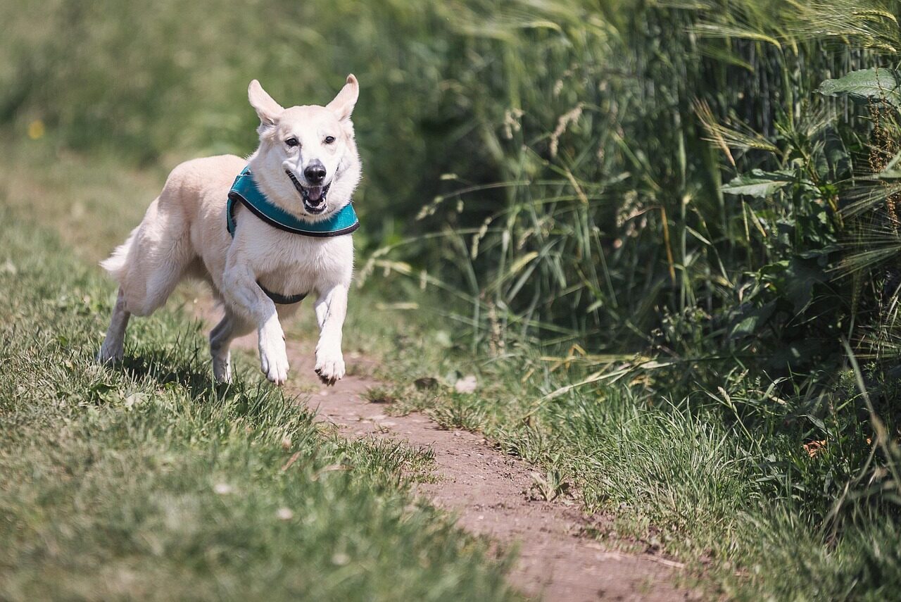 dog, run, fun, animal, domestic animal, to play, running, to hunt, great, enjoyment of life, fur, fast continuously, nature, dog run, sprint, pet, rude, mixed breed dog